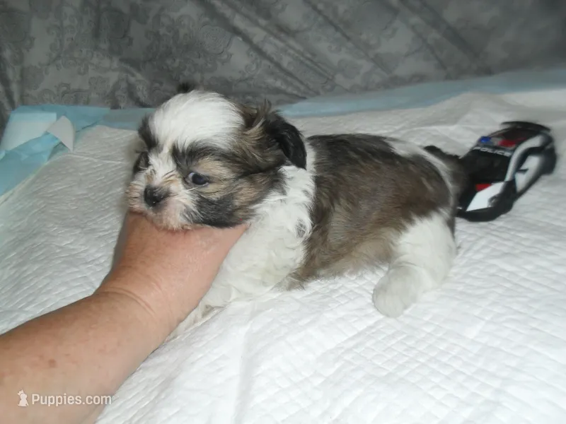 Cosmo – Shih Tzu puppy for sale in Woodfin, NC