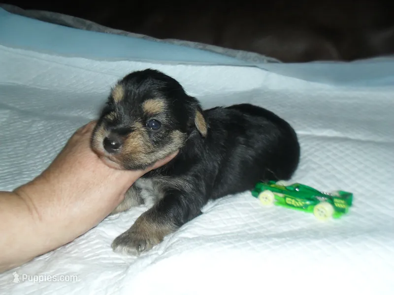 Razor – Morkie puppy for sale in Woodfin, NC