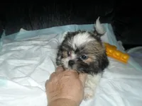Ryker, a male Shih Tzu for sale in Woodfin, NC – 5 of 5