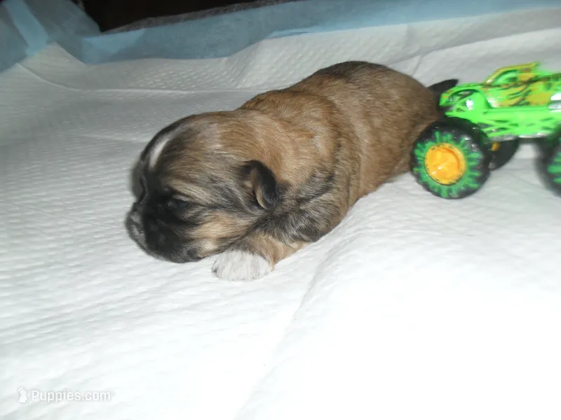 Ryder – Mal Shi puppy for sale in Woodfin, NC