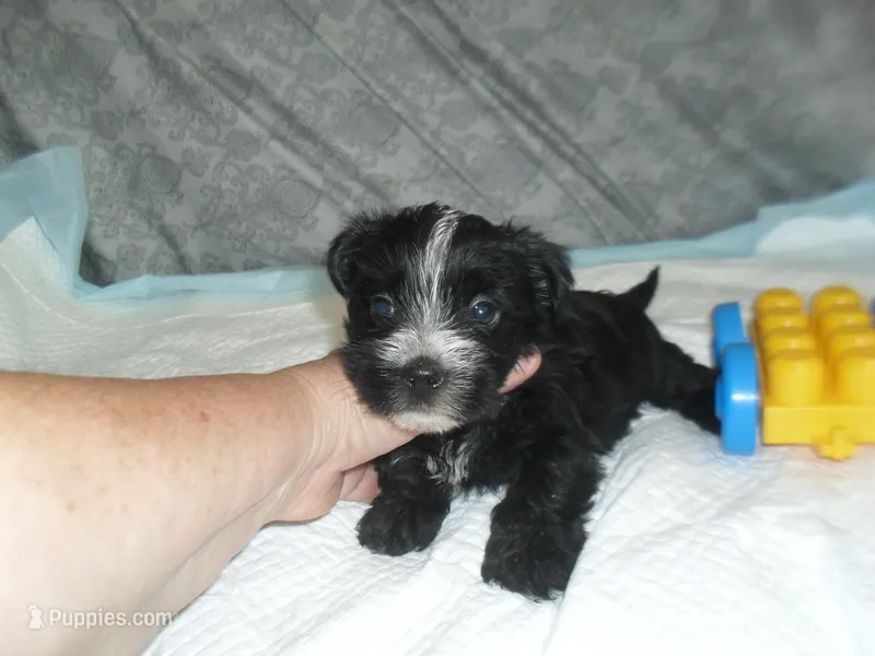 Chase – Morkie puppy for sale in Woodfin, NC