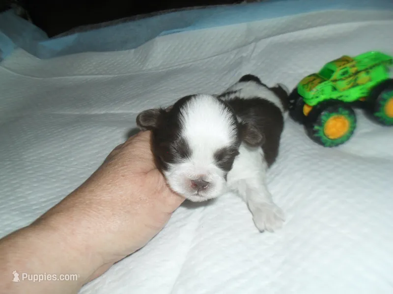 River – Mal Shi puppy for sale in Woodfin, NC