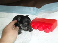 Toby, a male Yorkshire Terrier and Malchi for sale in Woodfin, NC – 4 of 4