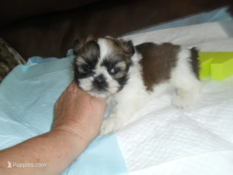 Cricket – Shih Tzu puppy for sale in Woodfin, NC