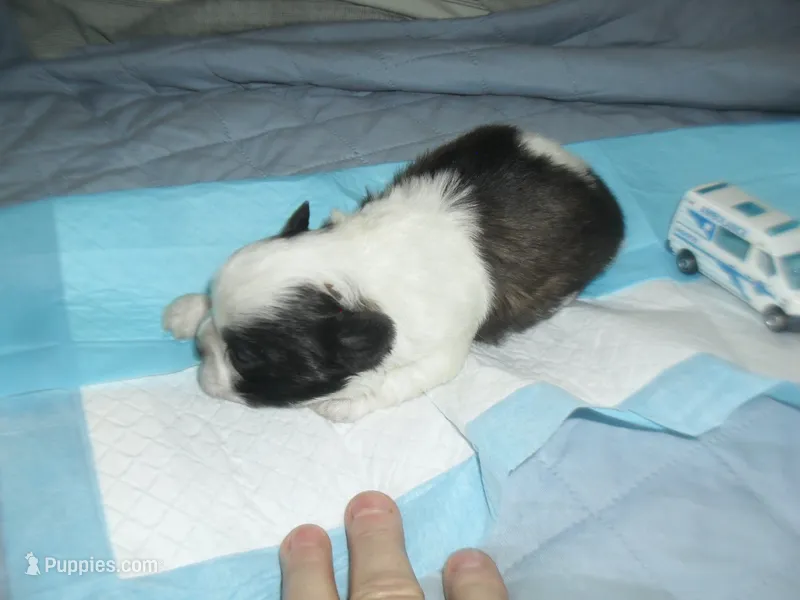 Axel – Shih Tzu puppy for sale in Woodfin, NC