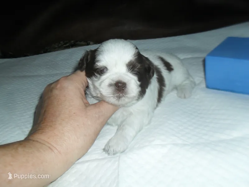 Apollo – Mal Shi puppy for sale in Woodfin, NC