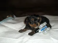 Razor, a male Yorkshire Terrier for sale in Woodfin, NC – 2 of 5