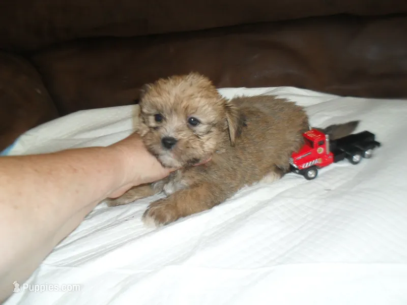 Max – Yorkshire Terrier, Malchi puppy for sale in Woodfin, NC