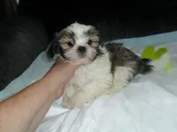Cosmo, a male Shih Tzu for sale in Woodfin, NC – 2 of 5