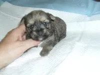 Teaka, a female Yorkshire Terrier and Malchi for sale in Woodfin, NC – 3 of 5