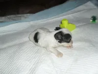 Tia, a female Morkie for sale in Woodfin, NC – 5 of 5