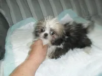 Lacey, a male Shih Tzu for sale in Woodfin, NC – 3 of 4