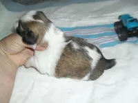 Jax, a male Shih Tzu for sale in Woodfin, NC – Photo 2 of 5