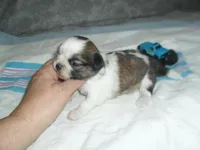 Jax, a male Shih Tzu for sale in Woodfin, NC – Photo 5 of 5