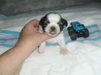 Jax, a male Shih Tzu for sale in Woodfin, NC – Photo 3 of 5