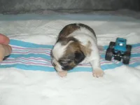 Jax, a male Shih Tzu for sale in Woodfin, NC – Photo 1 of 5