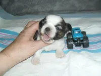 Jax, a male Shih Tzu for sale in Woodfin, NC – Photo 4 of 5