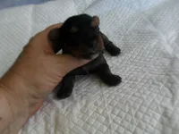 Porsha, a female Yorkshire Terrier for sale in Woodfin, NC – 2 of 5