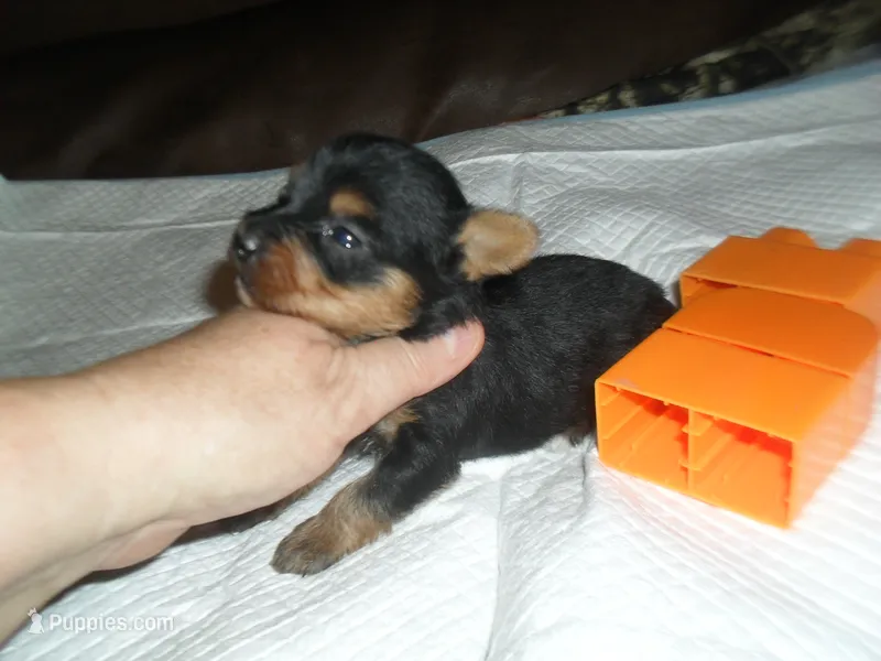 Lexi – Yorkshire Terrier puppy for sale in Woodfin, NC