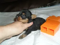 Lexi, a female Yorkshire Terrier for sale in Woodfin, NC – 1 of 4
