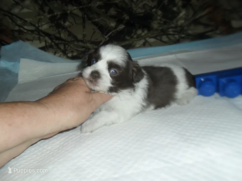 River – Mal Shi puppy for sale in Woodfin, NC