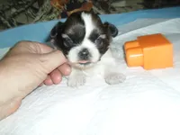 Cricket, a female Shih Tzu for sale in Woodfin, NC – 6 of 6