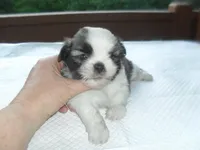 Lexi, a female Shih Tzu for sale in Woodfin, NC – Photo 5 of 5