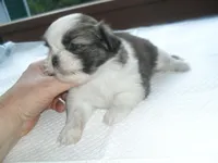 Lexi, a female Shih Tzu for sale in Woodfin, NC – Photo 4 of 5