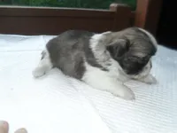 Lexi, a female Shih Tzu for sale in Woodfin, NC – Photo 2 of 5