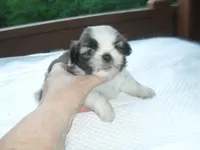 Lexi, a female Shih Tzu for sale in Woodfin, NC – Photo 1 of 5