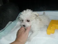 Tabby, a female Morkie for sale in Woodfin, NC – 4 of 4