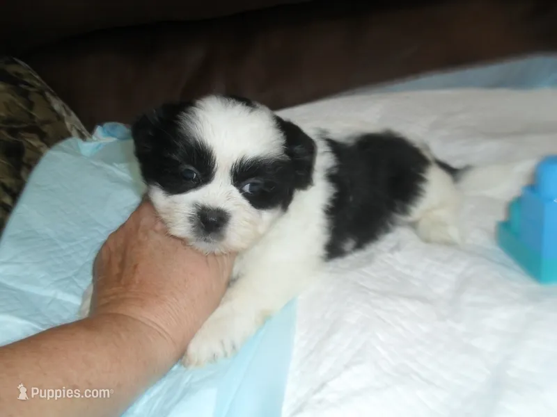 Spider – Shih Tzu puppy for sale in Woodfin, NC