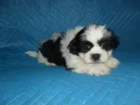 Spider, a male Shih Tzu for sale in Woodfin, NC – 3 of 5