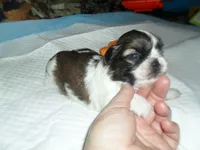 Cricket, a female Shih Tzu for sale in Woodfin, NC – 4 of 6