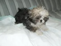 Lacey, a male Shih Tzu for sale in Woodfin, NC – 2 of 4