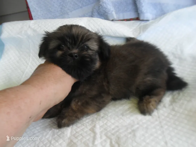Raine – Shih Tzu puppy for sale in Woodfin, NC