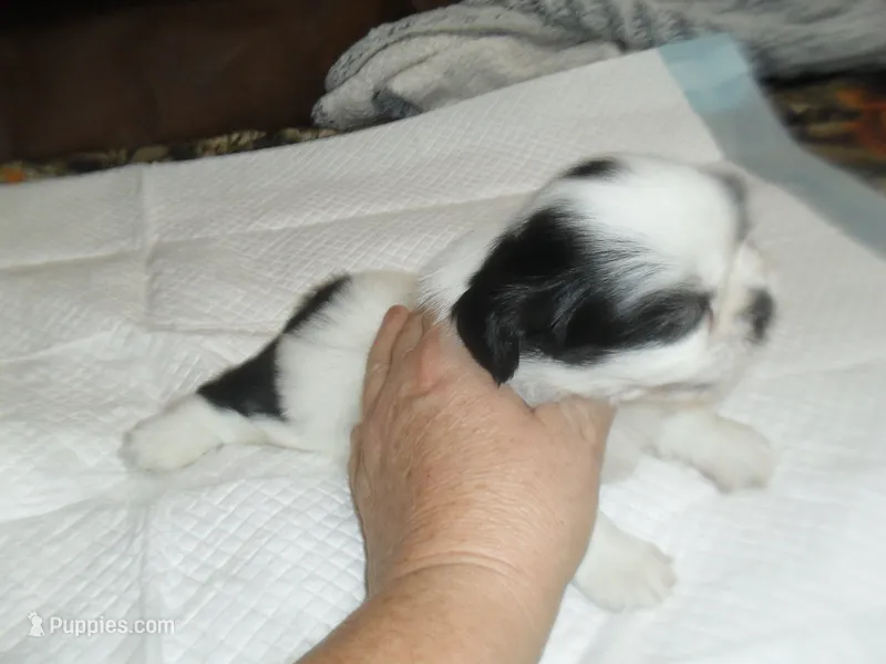 Jade – Shih Tzu puppy for sale in Woodfin, NC