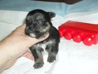 Toby, a male Yorkshire Terrier and Malchi for sale in Woodfin, NC – 2 of 4
