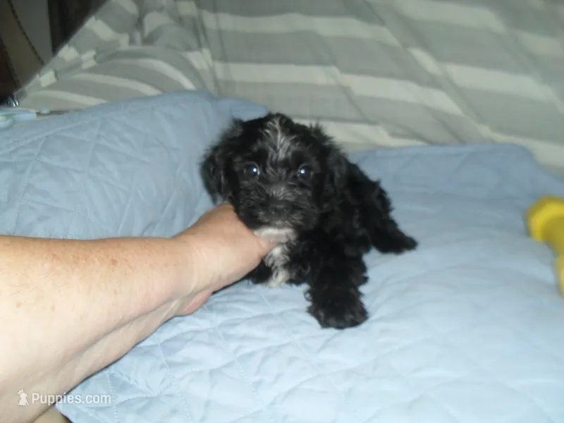 River – Morkie puppy for sale in Woodfin, NC
