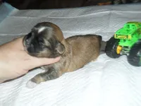 Ryder, a male Mal Shi for sale in Woodfin, NC – 2 of 5