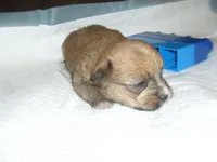 Max, a male Yorkshire Terrier and Malchi for sale in Woodfin, NC – 4 of 4