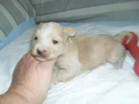 Tage, a female Morkie for sale in Woodfin, NC – Photo 4 of 5