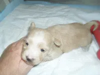 Tage, a female Morkie for sale in Woodfin, NC – Photo 5 of 5