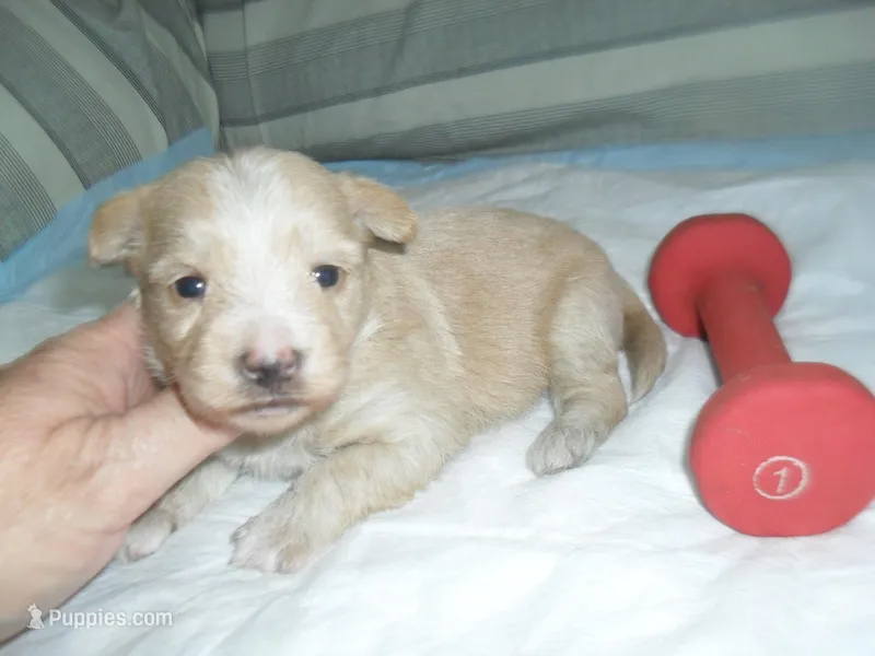 Tage – Morkie puppy for sale in Woodfin, NC