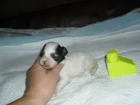 Tia, a female Morkie for sale in Woodfin, NC – 1 of 5