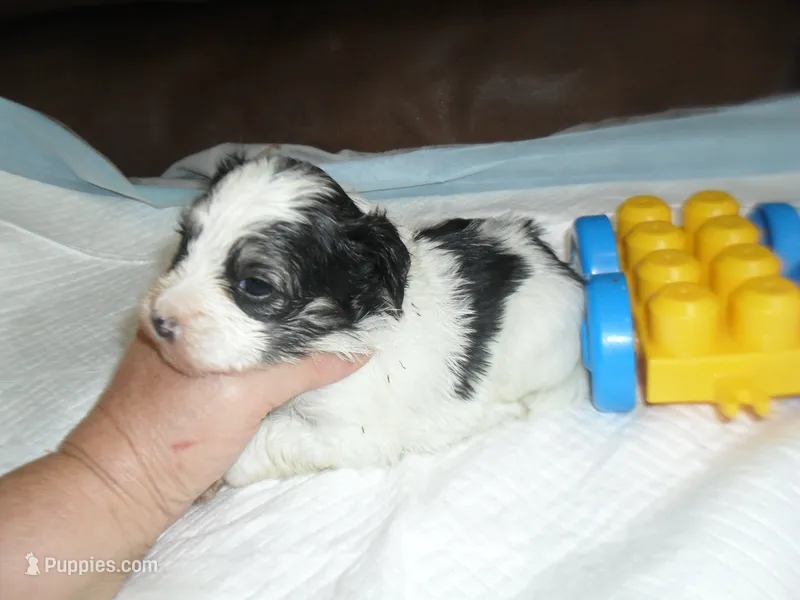 Spike – Morkie puppy for sale in Woodfin, NC