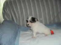 Teddy, a female Morkie for sale in Woodfin, NC – 4 of 5