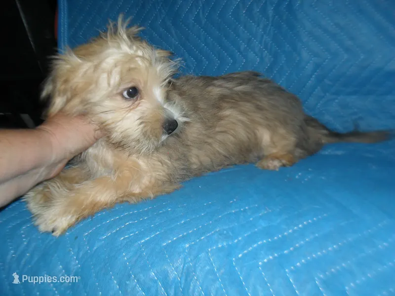 Max – Yorkshire Terrier, Malchi puppy for sale in Woodfin, NC