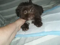 Razor, a male Mal Shi for sale in Woodfin, NC – 3 of 3