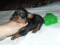 Raven, a female Yorkshire Terrier for sale in Woodfin, NC – 3 of 4